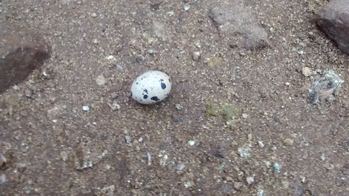 quail egg Mar 17