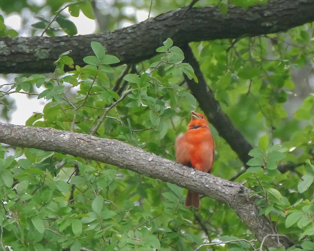 Summer Tanager - 1