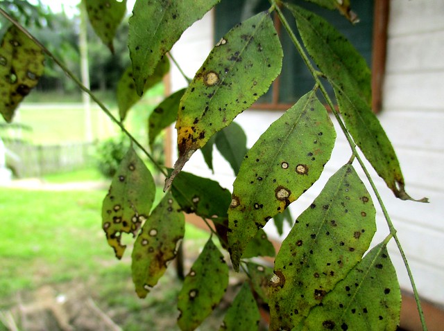 Infected curry leaves
