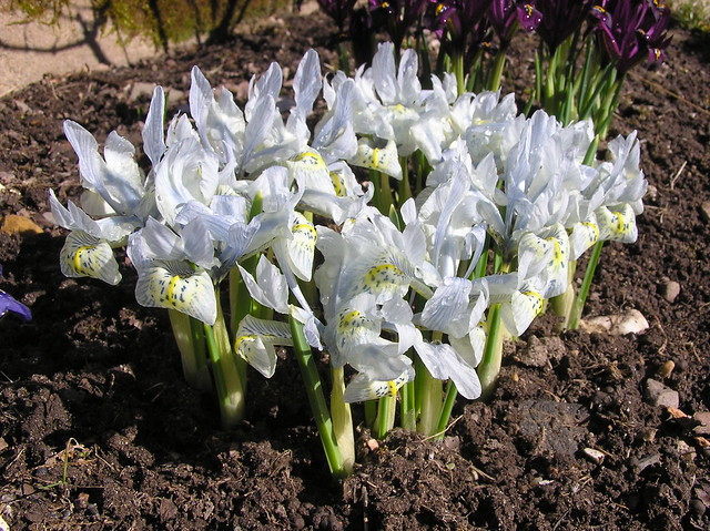 Iris histrioides 'Katharine Hodgin'