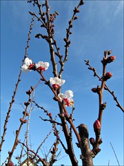 Apricot blossoms are appearing