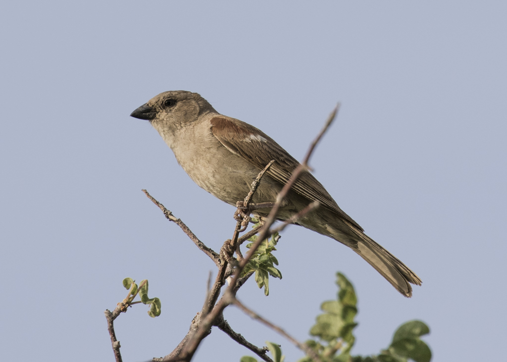 Southern Grey-headed Sparrow.   Passer Diffusus