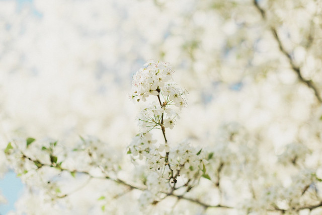 Blossoms-10