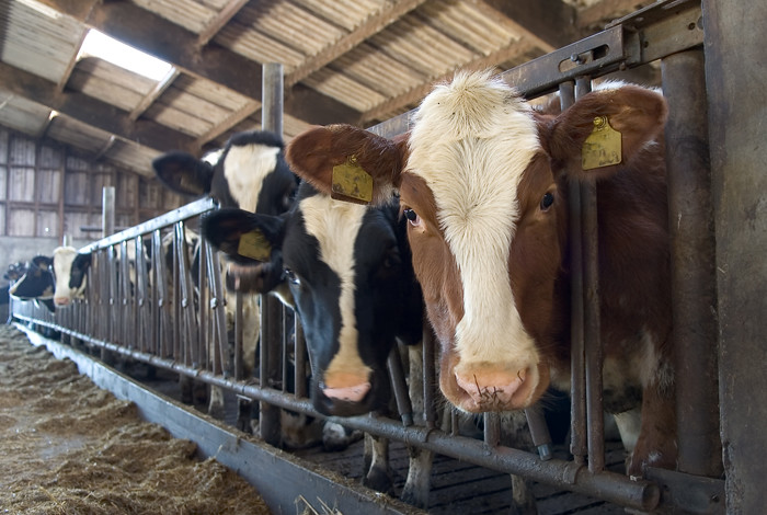 In cattle, Mycobacterium bovis causes the disease, which easily spreads among large herds, periodically resulting in the quarantine and destruction of thousands of cattle in the United States, Canada and abroad and restricting international shipments. 