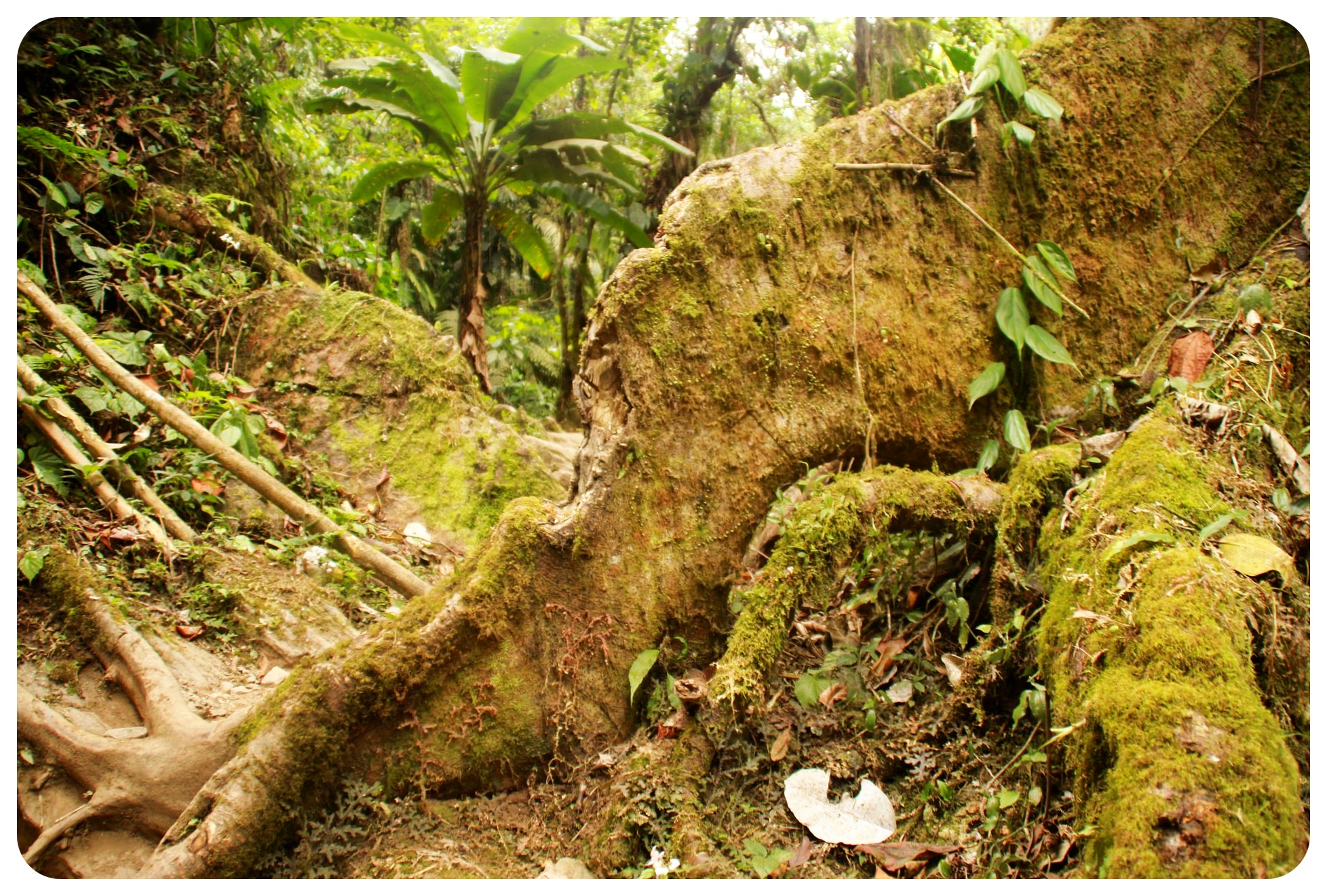 ciudad perdida jungle trek colombia