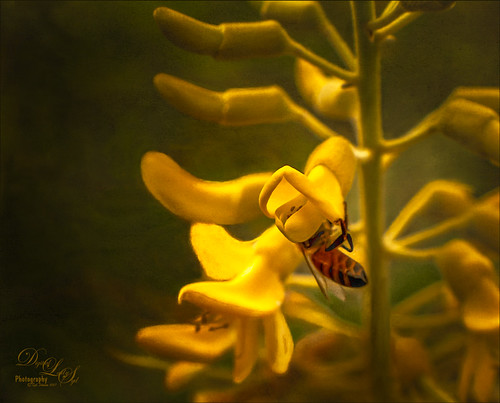 Yellow Flower with Bee taken at Harry P. Leu Gardens