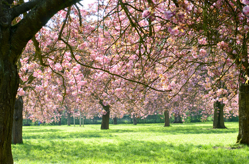 Les cerisiers du Parc de Sceaux
