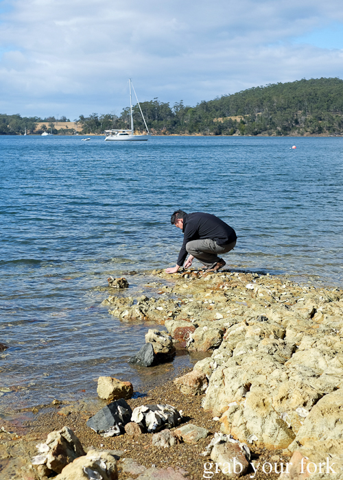Wild oysters on Bruny Island in Tasmania