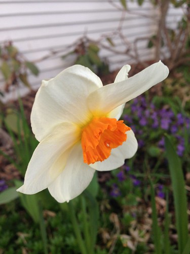 My favorite daffodil