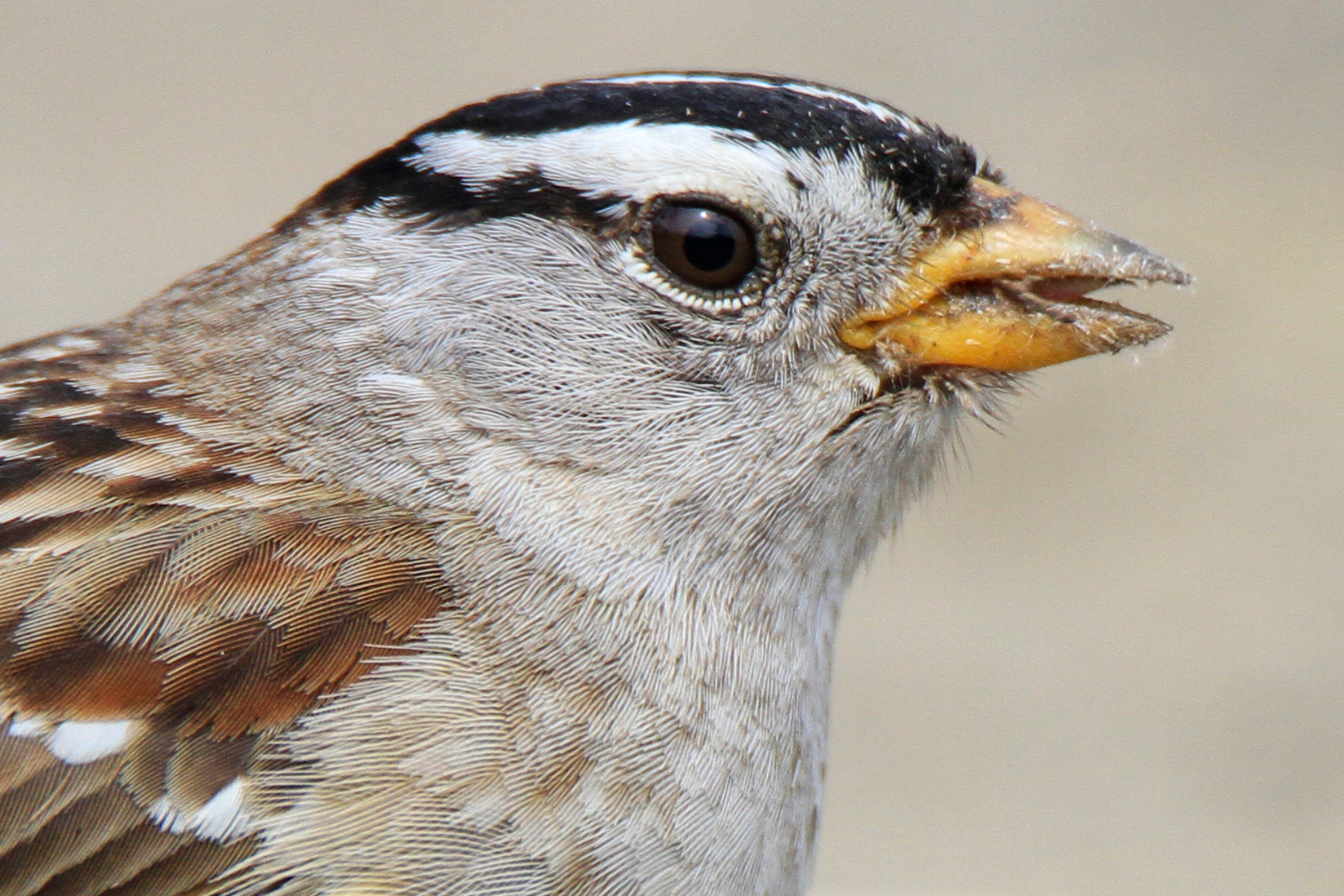 White-Crowned Sparrow (male) 2