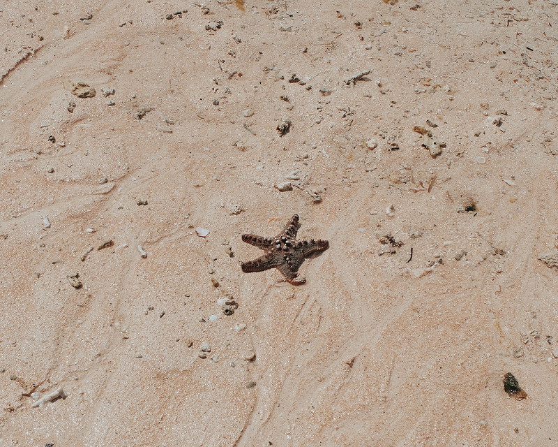 Star fish Anguib Beach - Boracay of the North 
