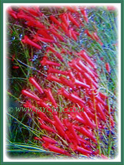 Russelia equisetiformis (Firecracker Plant, Coral Fountain/Plant, Fountain Plant, Coralblow) with mesmerizing fireworks-like blossoms, 9 April 2017