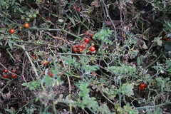 20170205-野地小番茄4-1
