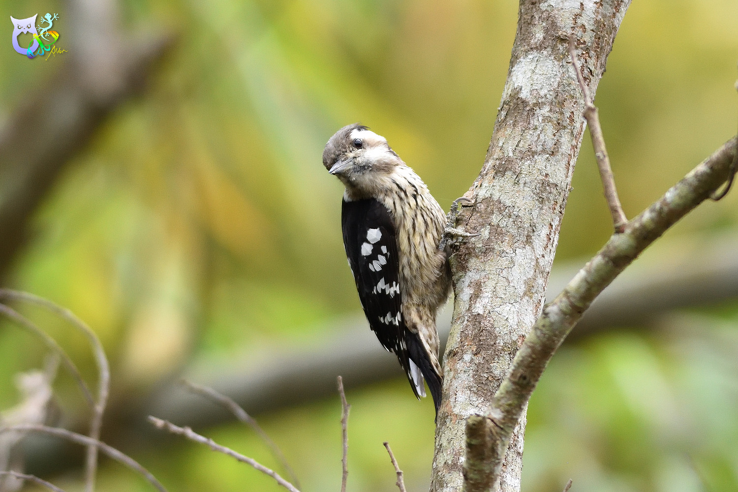 Grey-headed Pygmy Woodpecker_0235