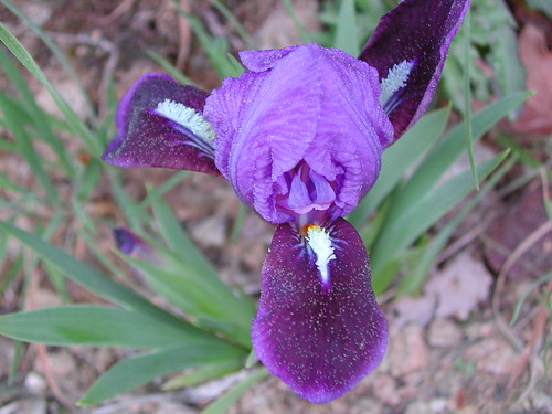 Iris 'Blue Beret'