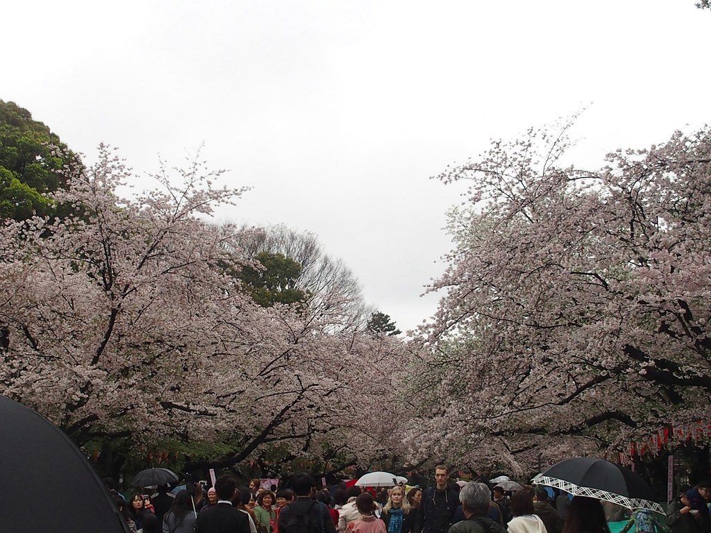 Det blommar i Ueno parken