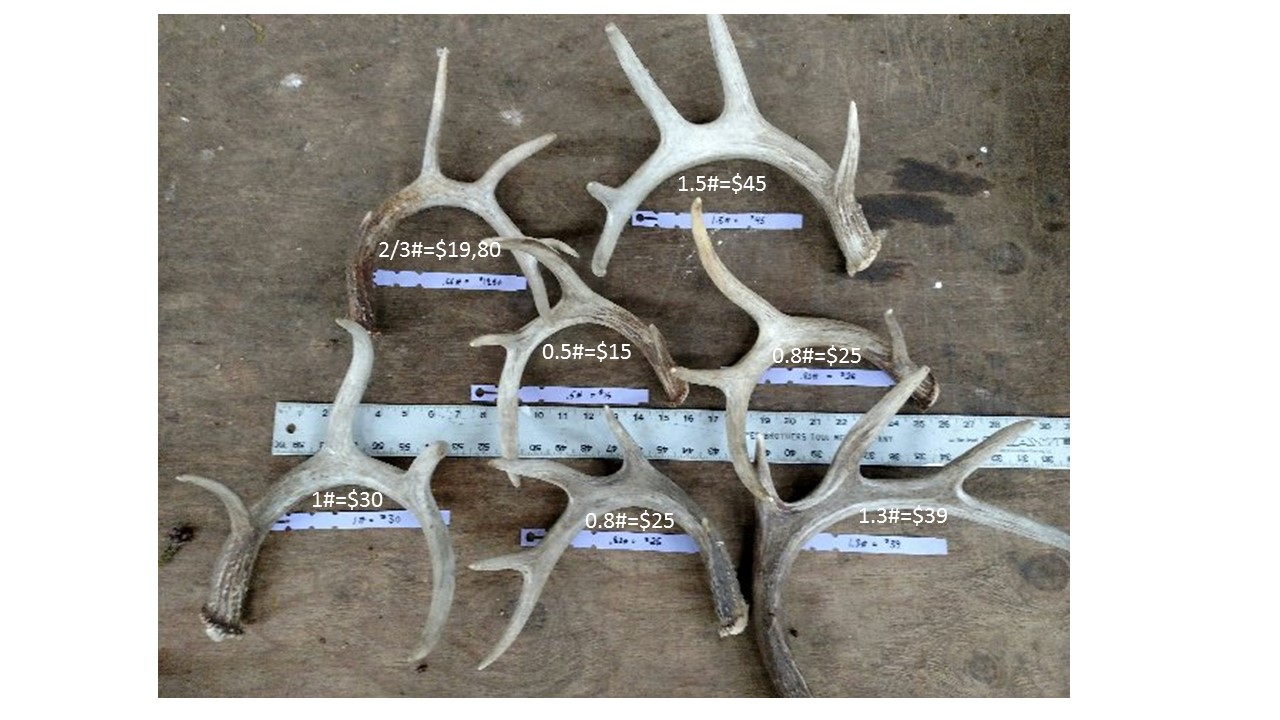 shed antlers premium