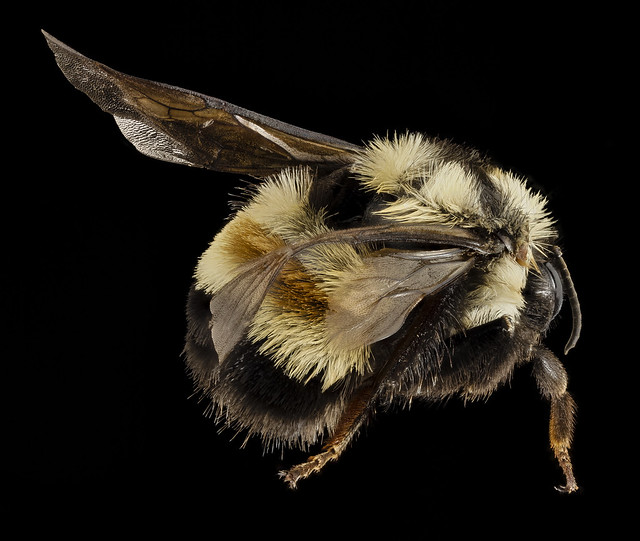 Bombus affinis, F, Sky meadows sp, virginia, back_2014-09-22-17.48.35 ZS PMax