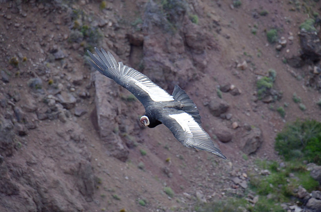 Flight of the condor, Alejandro's estancia, Coyhaque, Chile