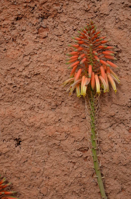 marrakech april 2017