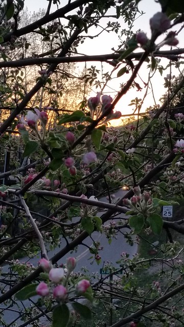 Apple blossom sunset