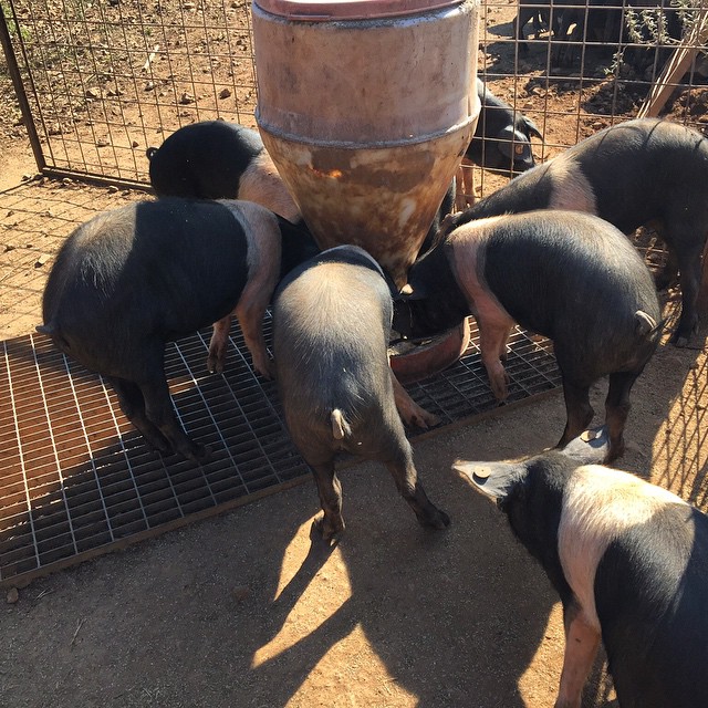 Visiting the piglets. #cintasenese
