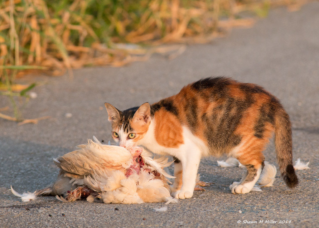 Feral cat eating a chicken .OkinawaJapan Feral cats are a… Flickr