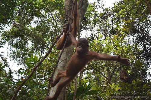 Orangutan Foundation International Walman & Weyerhauser