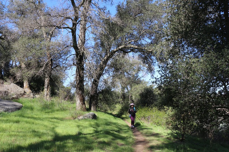 Tall oaks and green grass on the PCT as we hike north from Lake Morena