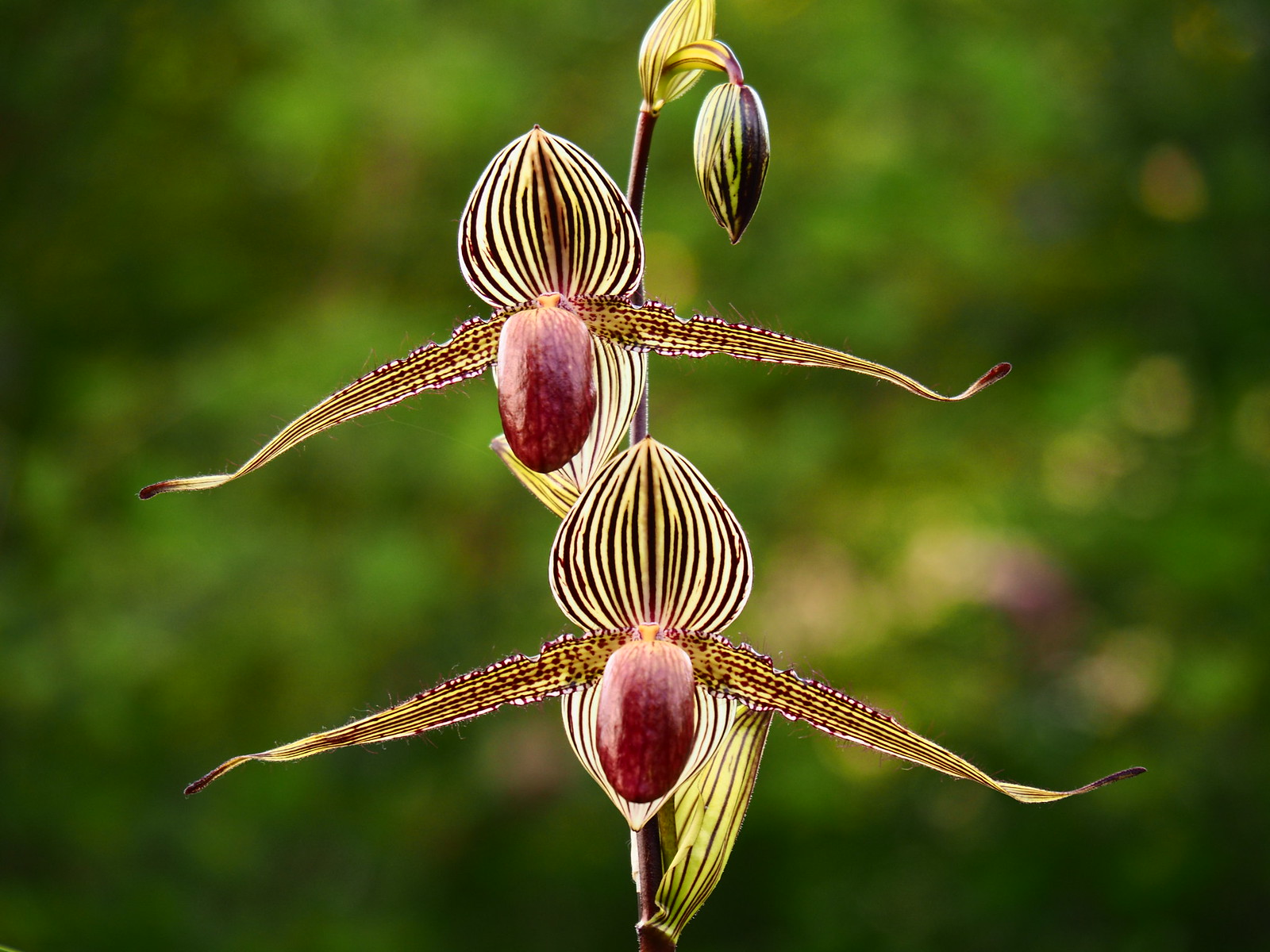 Paphiopedilum rothschildianum 33980553986_9deed49edc_h