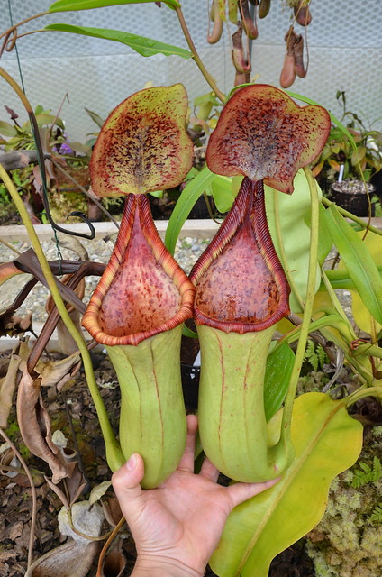 Népenthes 15197722487_665afb69ba_z