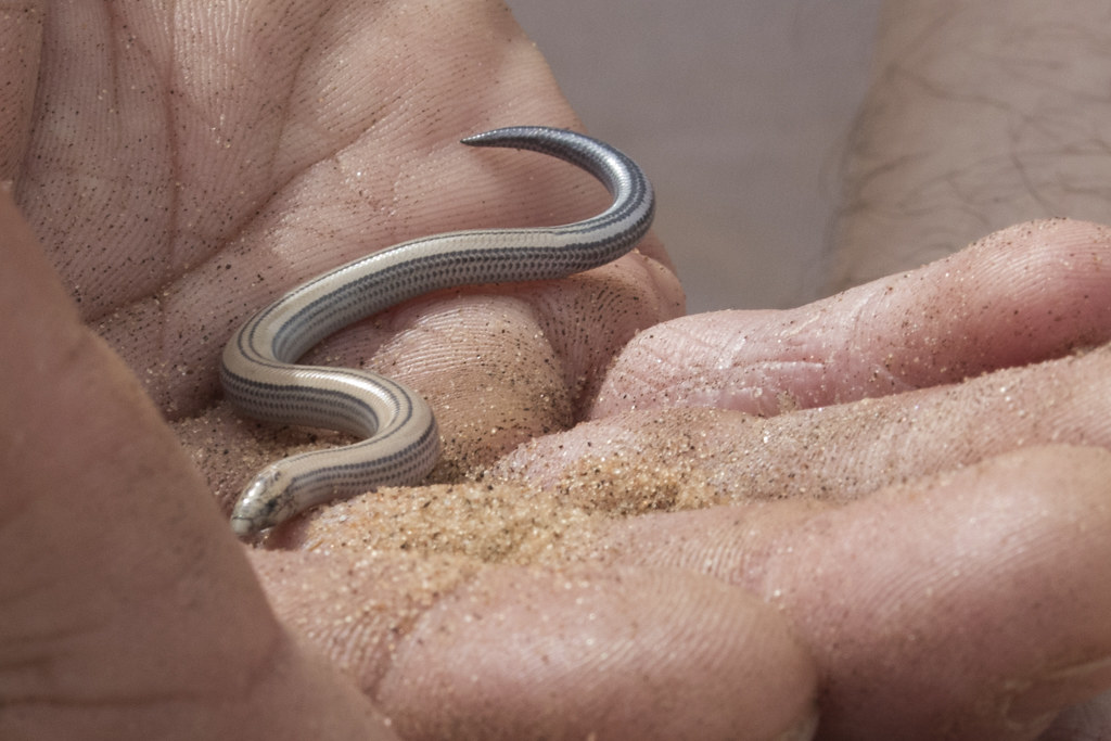 Fitzimmons Burrowing Skink