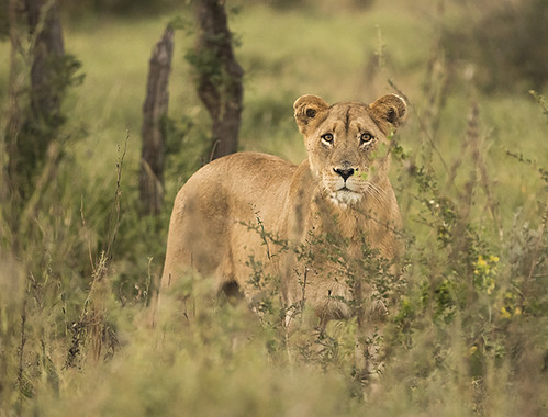 Kruger-Addiction: Cuarta visita por libre al Parque Nacional Kruger (Sudáfrica) - Blogs de Sudáfrica - Etapa 3: Nuestras experiencias en Skukuza camp (Kruger National Park) (3)