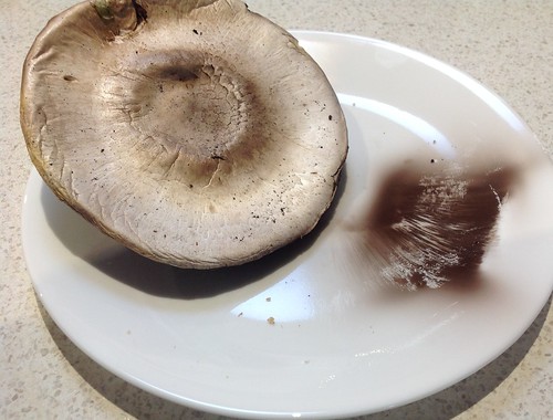 Mushroom spores on white plate from overnight.