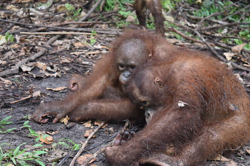Orangutan Foundation International Bayat & Chewey