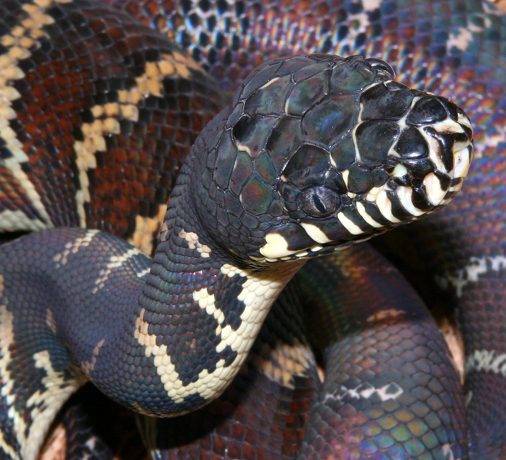 Image result for boelen's python