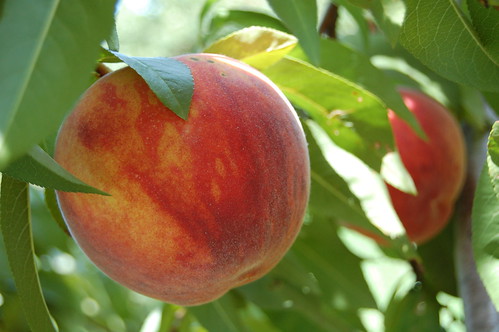 Giant peaches