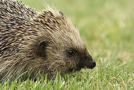 hedgehog profile