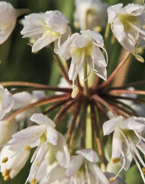 Allium cernuum NODDING WILD ONION