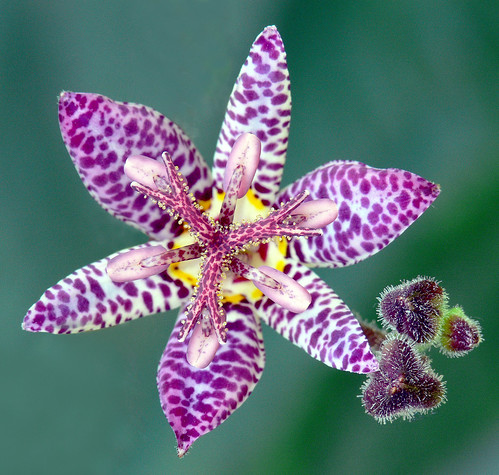 Tricyrtis formosana (syn. T. stolonifera) #2 | Liliaceae - T… | Flickr