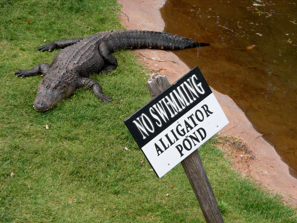 Image result for alligator pond