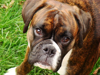 Harvey the Boxer looking sad.. | Harv puts this look on when… | Flickr