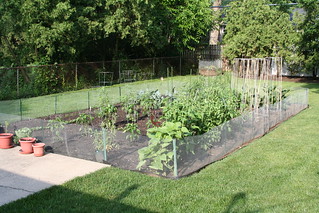 Vegetable Garden | We are getting broccoli and zucchini now.… | Flickr