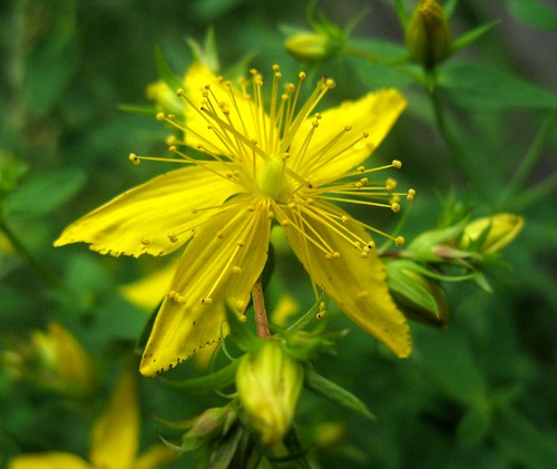 Perforate St Johns Wort