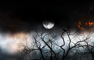 the bird and the moon week | Luz Adriana Villa | Flickr