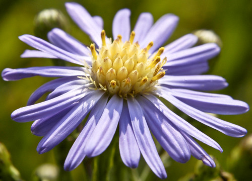 Aster laevis SMOOTH BLUE ASTER