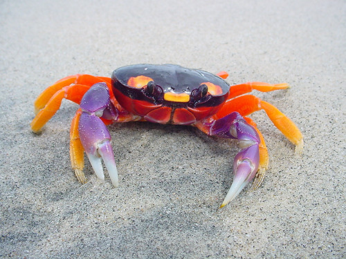 Crab on beach (Ecuador) | Robin Slater | Flickr