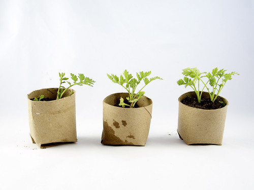 Group of three seedlings in repurposed toilet paper rolls
