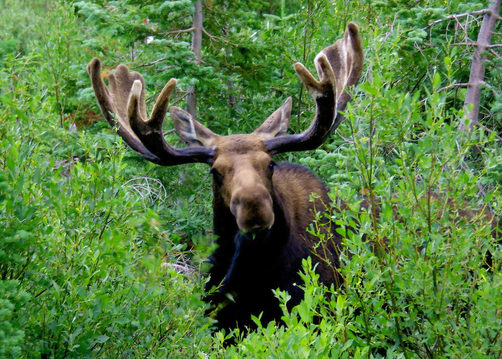 Moose looking into camera
