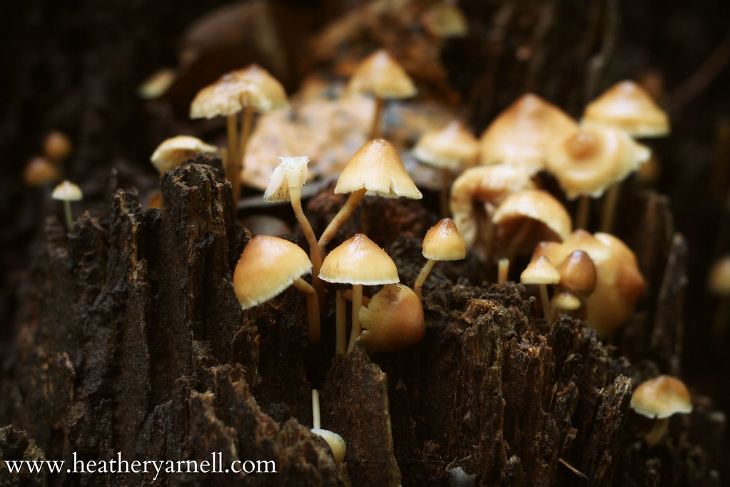 Burr Oaks Mushrooms